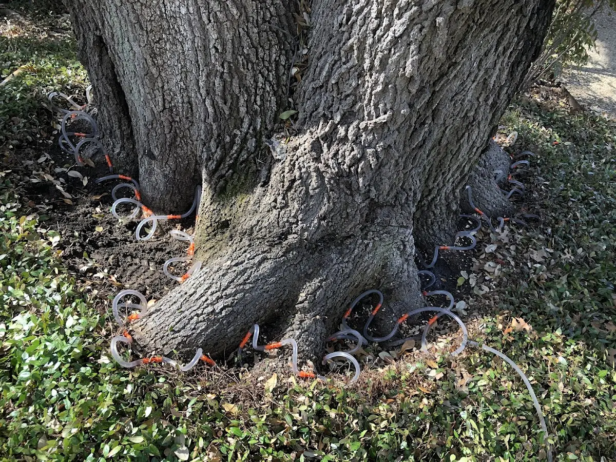 Detailed Tree Cabling and Bracing job site in Hickory Grove