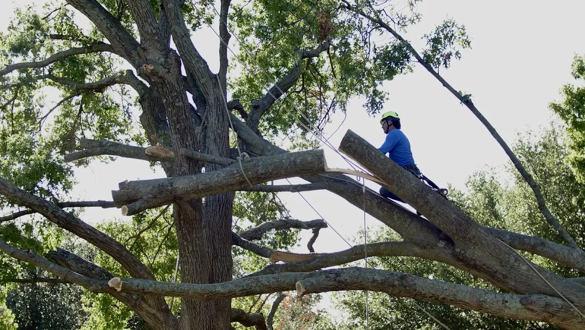 Professional Crown Thinning performed by certified arborists in Hickory Grove