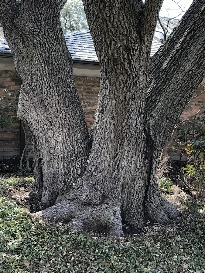 Mature heritage tree close to a Hickory Grove property cared for by certified arborists